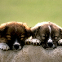 Sweet puppies