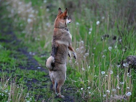 Watch Dog - watch, dog, picture, cool