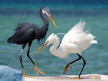 Dancing Couple - picture, cool, couple, big, dancing, birds