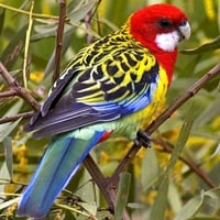 Colorful Parrot