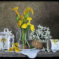still life
