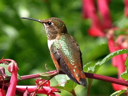 Humming Bird - bird, picture, beautiful, humming