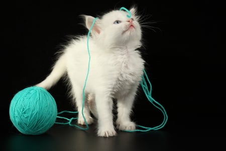 kitten - clew, beautiful, cool, sweet, cat, fluffy, pussy, white, animal, little, nice, kitty