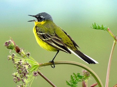 Singing Bird - bird, singing, picture, beautiful