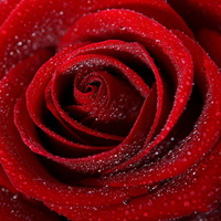 red rose