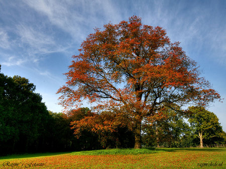 Majestic tree - field, tree, nature, grass