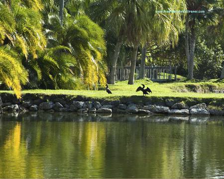 Cormorant - lake, bird, water, cormorant, grass