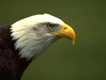 Eagle´s head - eagle, head, animal, bird