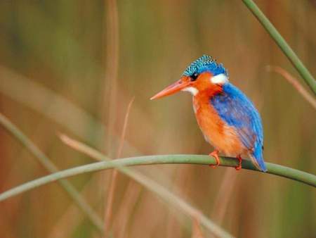 Little blue bird - forest, animal, bird, nature, blue