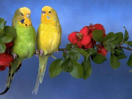 Sweet parrots - flower, animal, bird, parrot