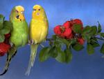 Sweet parrots