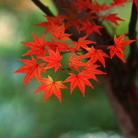 Autumn maple