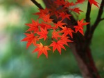 Autumn maple