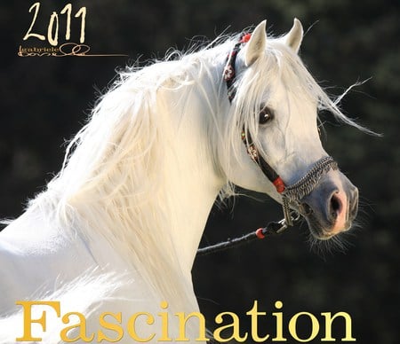 Arabian Fascination - white, arabian, horses, close up