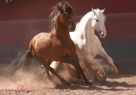 Close Friends - fun, white, horses, friends, bay