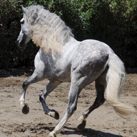 Dappled Grey Andalusian