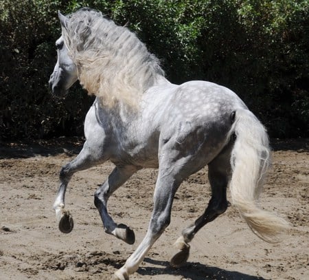 Dappled Grey Andalusian - horses, spanish, grey, dappled grey, andalusian