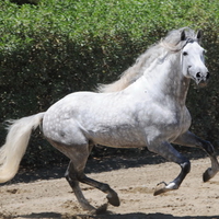 Dappled Grey Andalusian 1