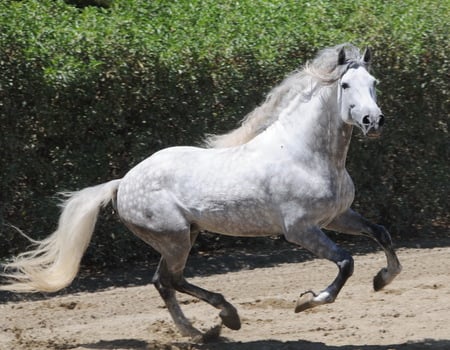 Dappled Grey Andalusian 1 - spanish, grey, horses, dappled grey, andalusian