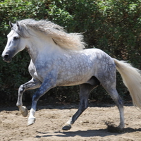 Dappled Grey Andalusian 3
