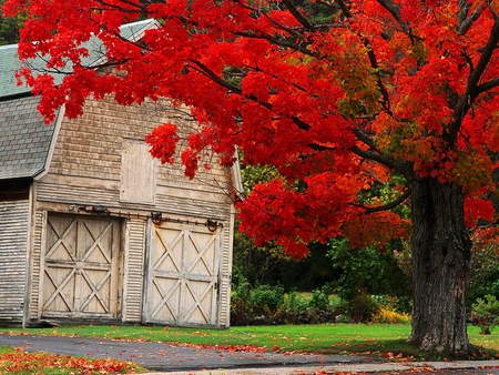 Autumn - house, grass, tree, autumn