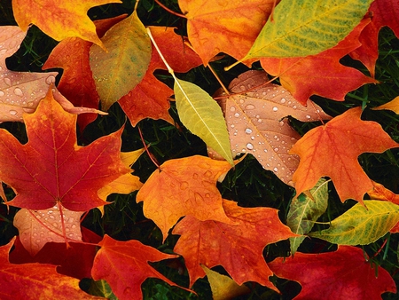 Autumn leaves - leaf, nature, colors, autumn