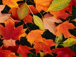 Autumn leaves