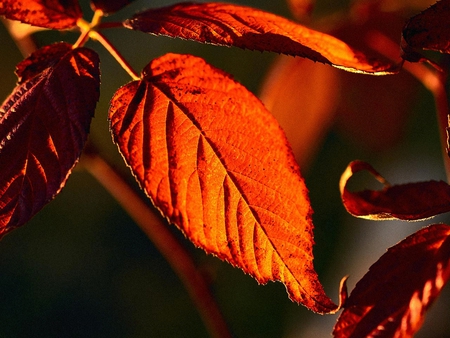 Autumn leaf - red, leaf, nature, season, autumn