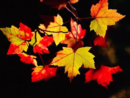 Autum leaves on black - leaf, black, season, autumn