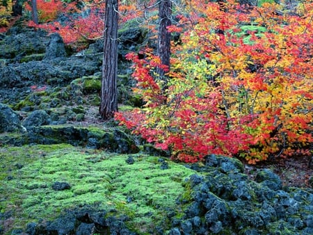 Autumn trees - tree, forest, season, autumn