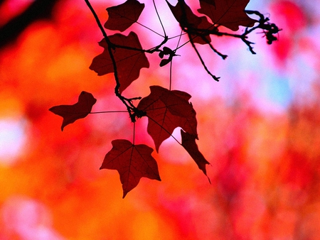 red background - nature, season, autumn, red, forest