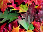 Color leaves autumn