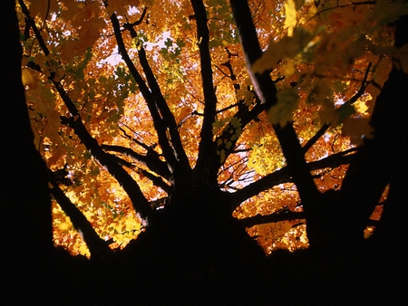 Autumn sunset tree - tree, sunset, nature, season, autumn