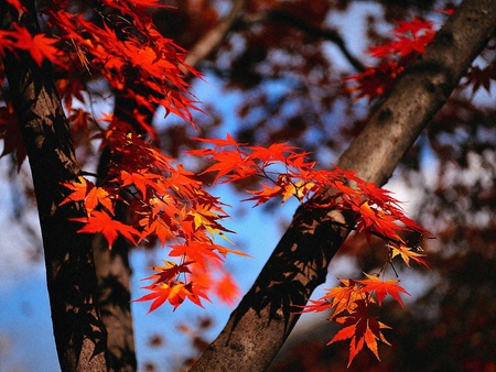 Autumn tree - red, tree, season, autumn