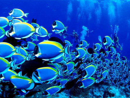 Fishes - ocean, blue, animal, fish, sea