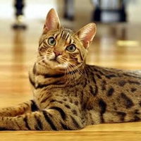 Bengal cat