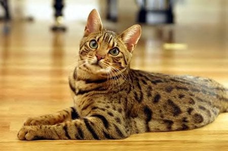 Bengal cat - bengal, sweet, cat, kitten