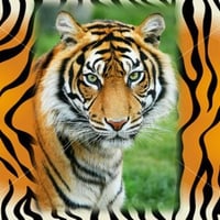 Green eye tiger