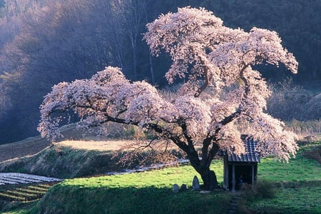 Spiritual Retreat - fields, nature, branches, cherry blossom, shelter, tree, stones, grass