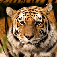 Majestic tiger