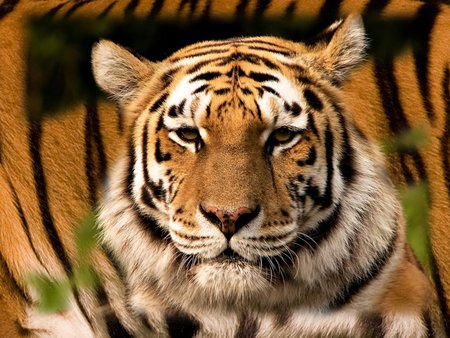 Majestic tiger - wildlife, cat, tiger, zoo