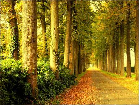 Autumn Road - trees, art photo, autumn fall, beautiful, park, road