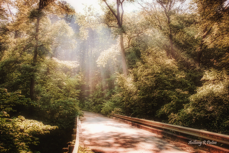 Autumn Road 2 - art photo, forest, beautiful, mornig light, road, autumn fal