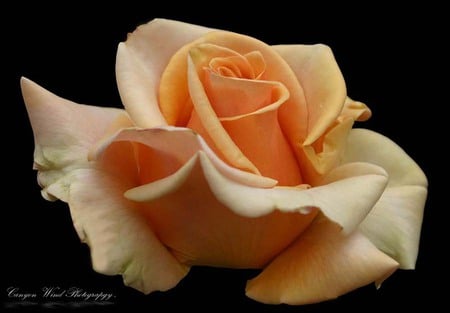 Rose for Ahava - yellow rose, alone, art photo, beautiful