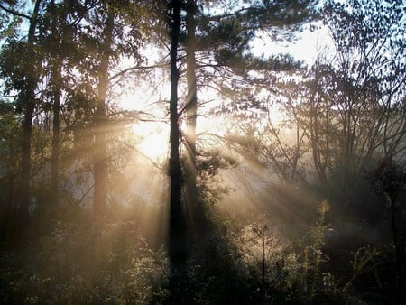 morning rays - morning, fog, tree, sun