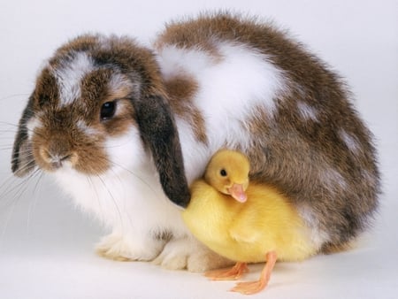 Chick and hare - chick, hare, easter, bunny, chicken, baby, animal, sweet, cute