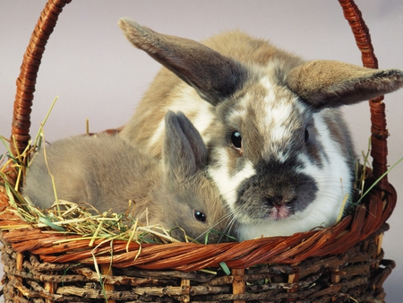 Hare and rabbit - basket, rabbit, rodent, hare, sweet