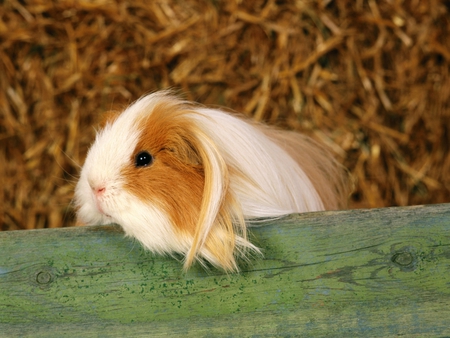 Guinea Pig - animal, baby, pet, guinea pig, sweet