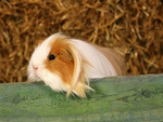 Guinea Pig