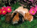 Sweet rabbits in garden